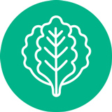 Lettuce icon