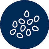 Seeds icon