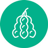Bean icon