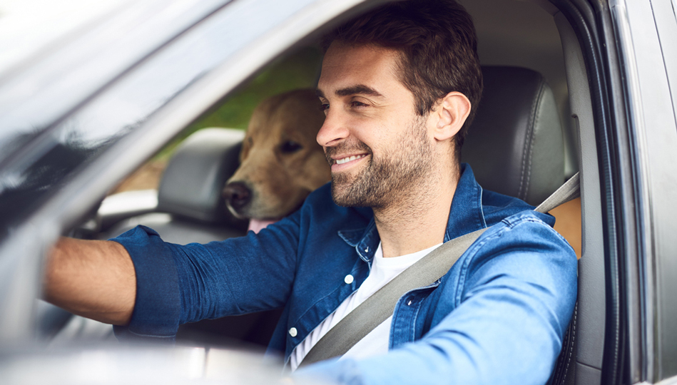 A man enjoys his drive to the park with his golden retriever in the back seat.